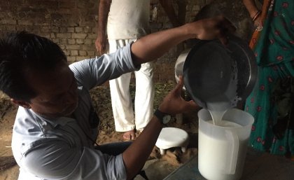 Indian smallholder farmer measuring milk. Photo credit: Professor Ben Hayes Indian smallholder farmer measuring milk. Photo credit: Professor Ben Hayes